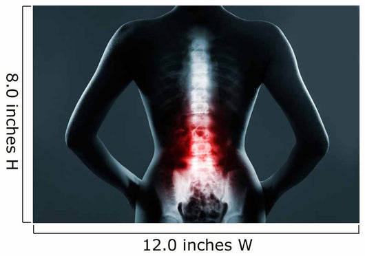 The lumbar spine is highlighted by red colour Wall Mural