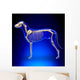 Dog Skeleton - Canis Lupus Familiaris Anatomy - side view Wall Mural