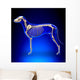 Dog Skeleton - Canis Lupus Familiaris Anatomy - side view Wall Mural