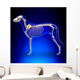 Dog Skeleton - Canis Lupus Familiaris Anatomy - side view Wall Mural