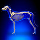 Dog Skeleton - Canis Lupus Familiaris Anatomy - Side View Wall Decal