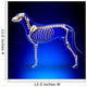 Dog Skeleton - Canis Lupus Familiaris Anatomy - side view Wall Mural