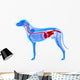 Dog Digestive System Canis Wall Decal