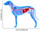 Dog Digestive System Canis Wall Decal