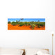 Blooming desert Australia Wall Mural