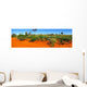 Blooming desert Australia Wall Mural