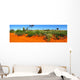 Blooming desert Australia Wall Mural