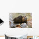 Nutria Wall Mural