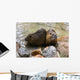 Nutria Wall Mural