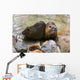 Nutria Wall Mural