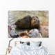 Nutria Wall Mural