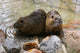 Nutria Wall Decal