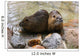 Nutria Wall Mural