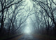 Mysterious Autumn Forest In Fog Wall Decal
