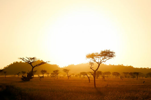 Sunrise On African Savannah Wall Decal