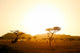 Sunrise On African Savannah Wall Decal