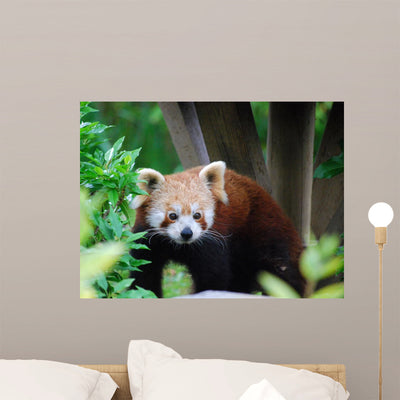 Red Panda Wall Decal shown on a wall