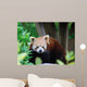 Red Panda Wall Decal