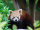 Red Panda Wall Decal