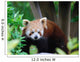 Red Panda Wall Decal