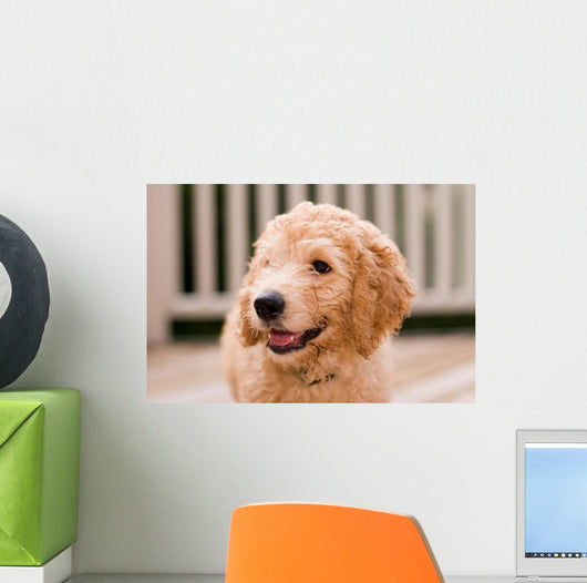 Labradoodle puppy at 10 weeks of age. Wall Mural