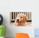 Labradoodle puppy at 10 weeks of age. Wall Mural