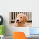 Labradoodle puppy at 10 weeks of age. Wall Mural