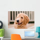 Labradoodle puppy at 10 weeks of age. Wall Mural