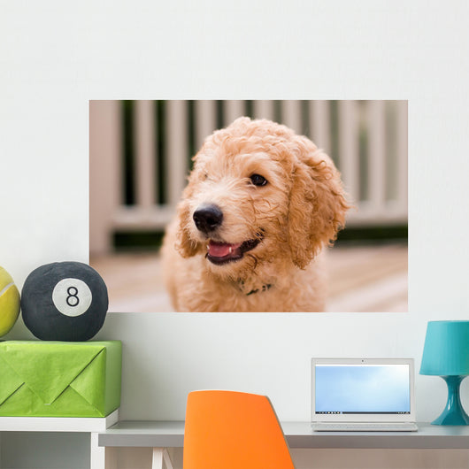 Labradoodle puppy at 10 weeks of age. Wall Mural