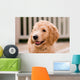 Labradoodle puppy at 10 weeks of age. Wall Mural
