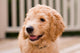 Labradoodle Puppy At 10 Weeks Of Age. Wall Decal