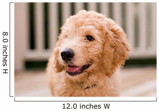Labradoodle puppy at 10 weeks of age. Wall Mural