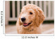 Labradoodle puppy at 10 weeks of age. Wall Mural