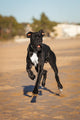 Great Danes Black Dog Wall Decal