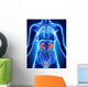 Human Female Kidney Anatomy Wall Mural