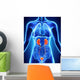 Human Female Kidney Anatomy Wall Mural