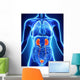 Human Female Kidney Anatomy Wall Mural