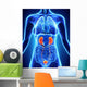 Human Female Kidney Anatomy Wall Mural