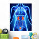 Human Female Kidney Anatomy Wall Mural