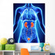 Human Female Kidney Anatomy Wall Mural
