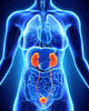 Human Female Kidney Anatomy Wall Decal