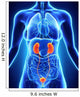 Human Female Kidney Anatomy Wall Mural