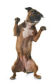 Playing Staffordshire Bull Terrier Wall Decal