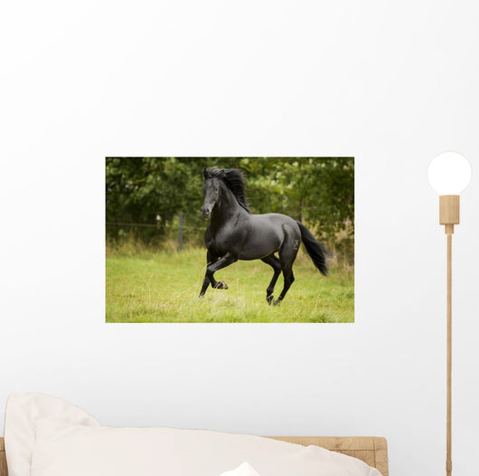 Black Beauty Wall Mural