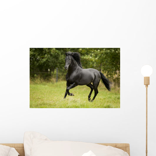 Black Beauty Wall Mural