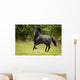 Black Beauty Wall Mural