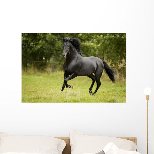 Black Beauty Wall Mural