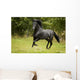 Black Beauty Wall Mural
