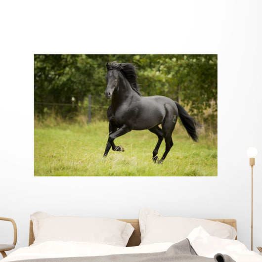 Black Beauty Wall Mural