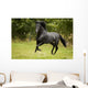 Black Beauty Wall Mural